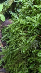 Thamnobryum neckeroides