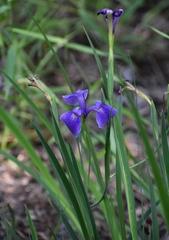 Iris tridentata