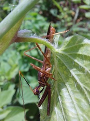 Isocondylus elongatus