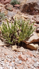 Penstemon deustus deustus