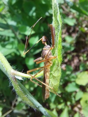 Isocondylus elongatus