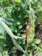 Isocondylus elongatus