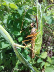 Isocondylus elongatus