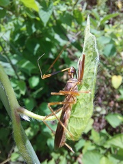 Isocondylus elongatus
