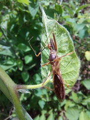 Isocondylus elongatus