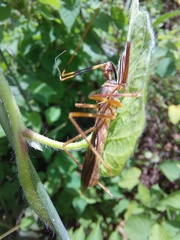 Isocondylus elongatus