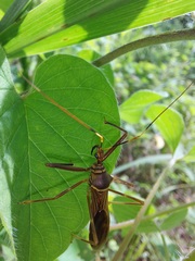 Isocondylus elongatus