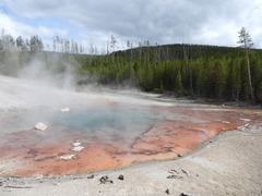 Archaea