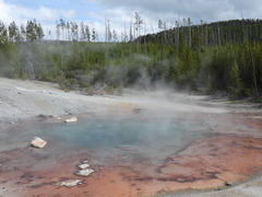 Archaea
