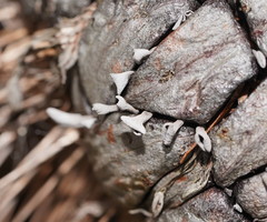 Banksiamyces macrocarpus