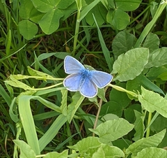 Polyommatus icarus
