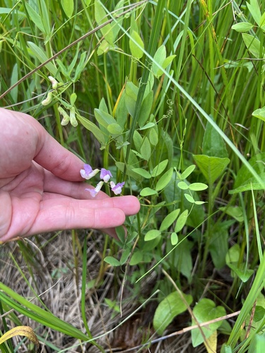 Lathyrus palustris iNat (3)