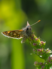 Carterocephalus palaemon
