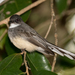 Northern Fantail - Photo (c) Geoff Whalan, some rights reserved (CC BY-NC-ND)