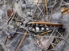 Pardalophora phoenicoptera
