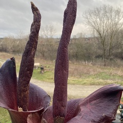 Amorphophallus konjac