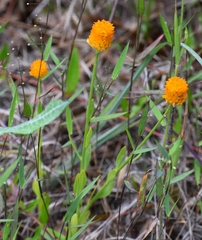 Polygala lutea