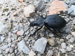 Carabus gigas