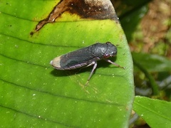 Oncometopia cordillerensis