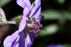 Triepeolus subnitens