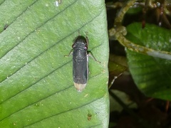 Oncometopia cordillerensis