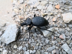 Carabus gigas
