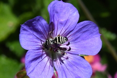 Triepeolus subnitens