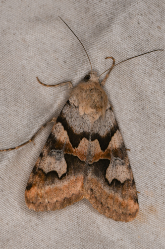Drasteria biformata photo 2
