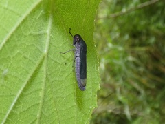 Oncometopia cordillerensis