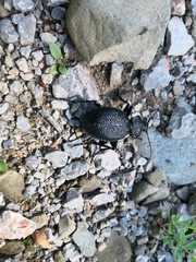 Carabus gigas