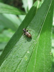 Myrmarachne japonica
