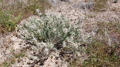 Astragalus andersonii