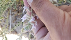 Astragalus andersonii