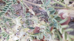 Astragalus andersonii