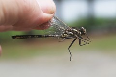 Phanogomphus spicatus