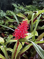 Aechmea miniata