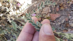 Astragalus andersonii