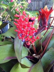 Aechmea miniata