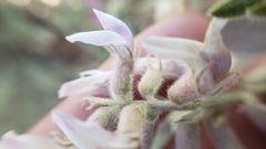 Astragalus andersonii