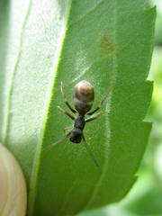 Myrmarachne japonica