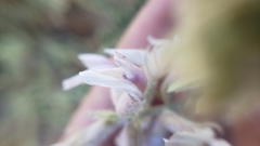 Astragalus andersonii