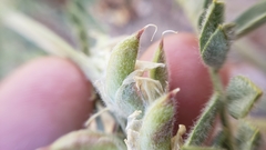 Astragalus andersonii