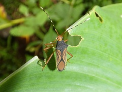Anasa nigricollis