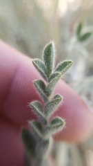 Astragalus andersonii