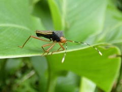 Anasa nigricollis