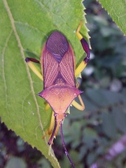 Melucha acutispina