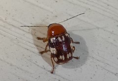 Cryptocephalus badius