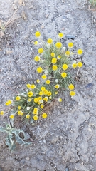Erigeron aphanactis aphanactis