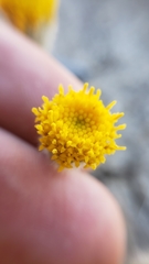 Erigeron aphanactis aphanactis