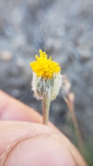 Erigeron aphanactis aphanactis